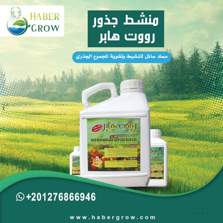 Root Tonic - Root Haber